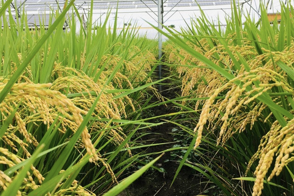 Có nên lắp điện mặt trời trên ruộng lúa?