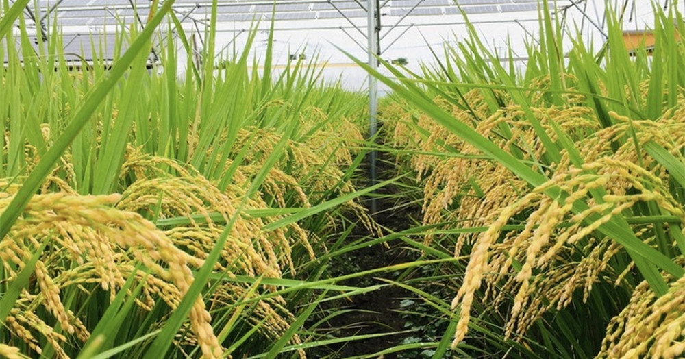 Có nên lắp điện mặt trời trên ruộng lúa?