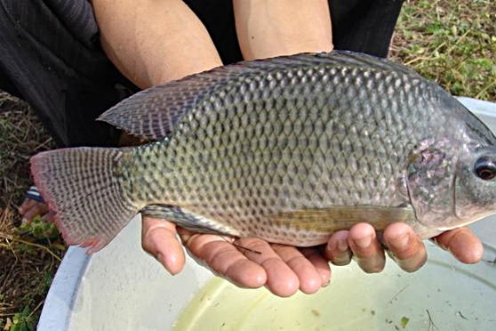 Lợi ích từ loại cá bình dân của Việt Nam được người Mỹ ưa chuộng