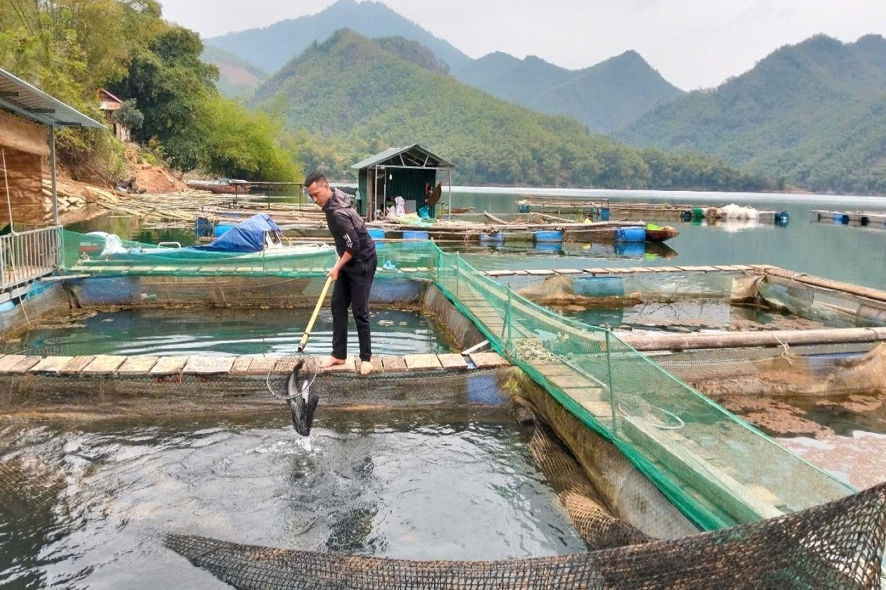 Thanh niên người Mường mang bằng cử nhân về quê nuôi cá lồng, phát triển du lịch