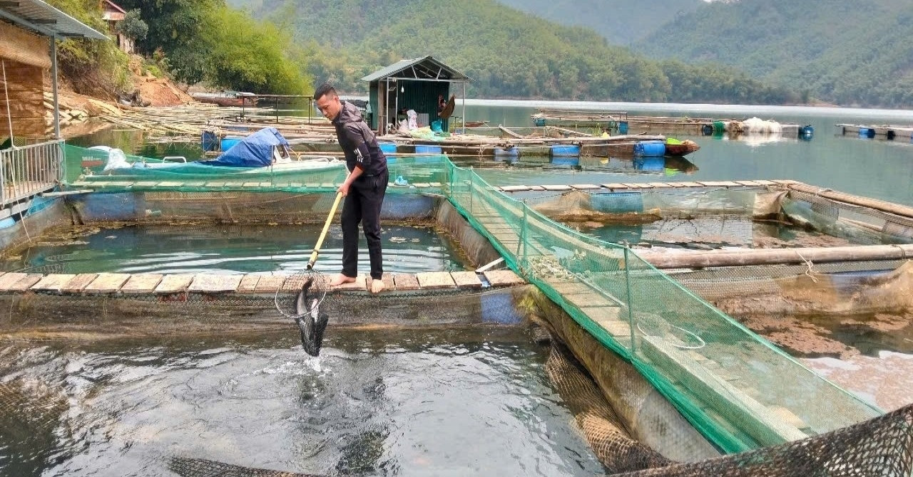 Thanh niên người Mường mang bằng cử nhân về quê nuôi cá lồng, phát triển du lịch
