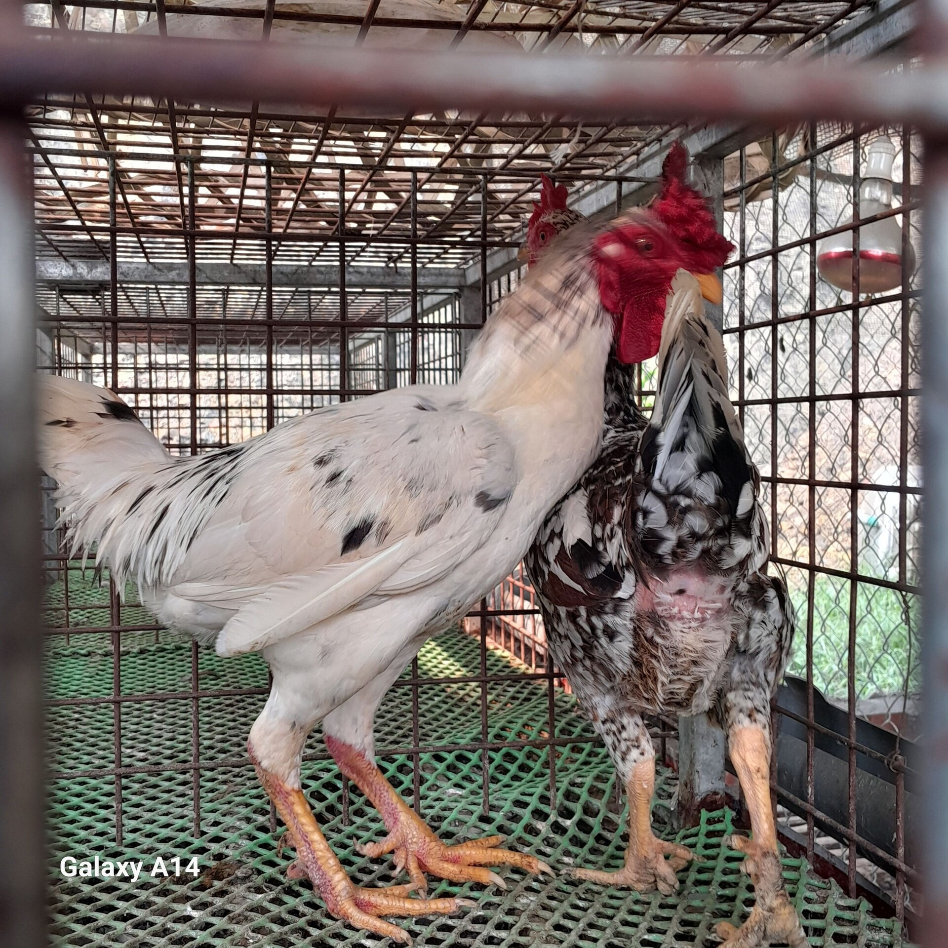 488303940_1932858680581753_6289404082999693484_n (1).jpg