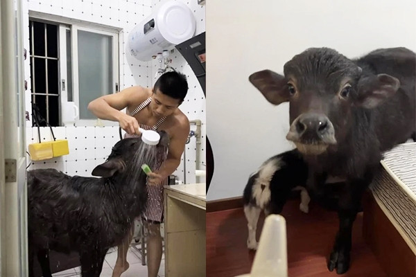 Chàng trai nuôi nghé trong nhà, chăm sóc như thú cưng