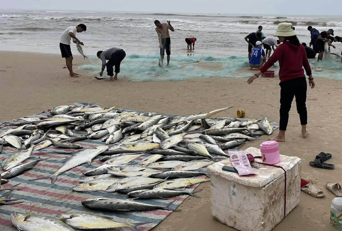 Ngư dân biển bãi ngang Quảng Trị trúng đậm cá bè vàng, ngày thu trăm triệu