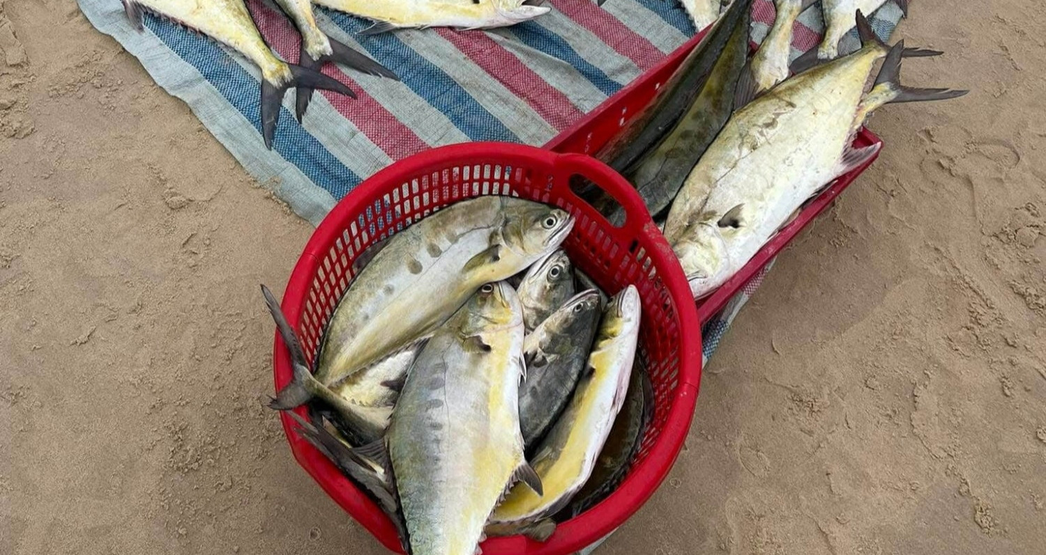 Ngư dân biển bãi ngang Quảng Trị trúng đậm cá bè vàng, ngày thu trăm triệu