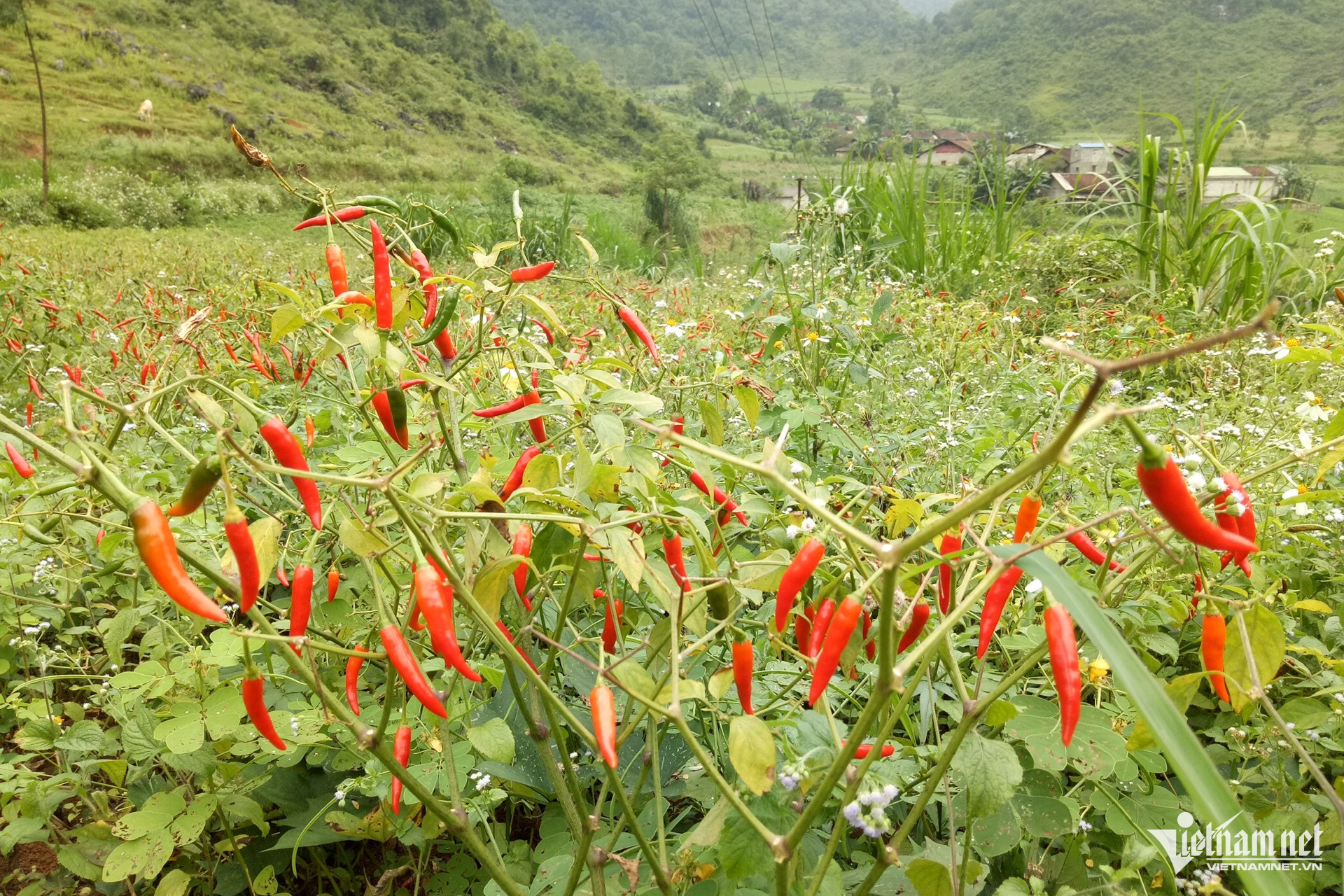 w cao bang dan toc thieu so 2 49934.jpg