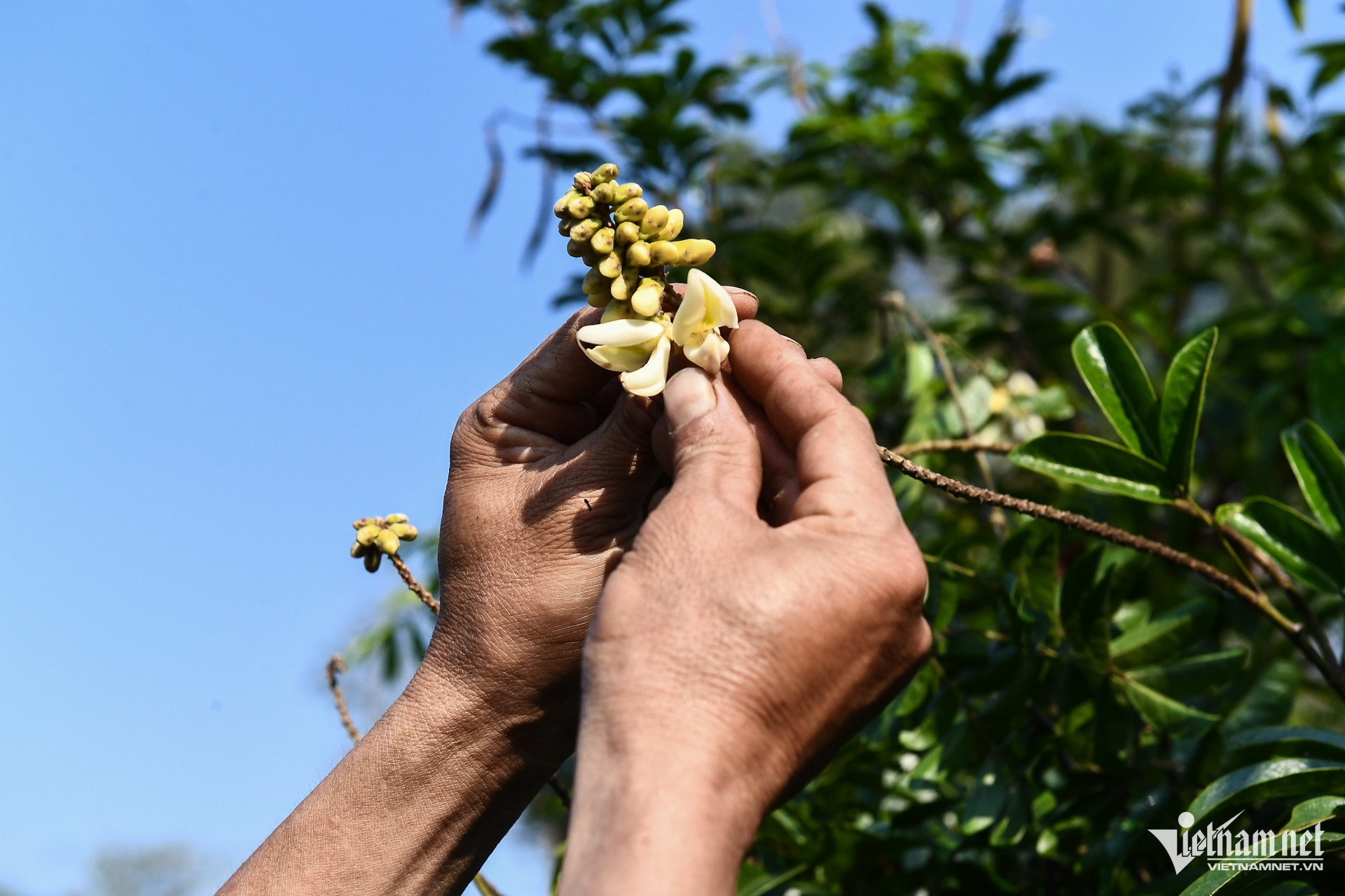 W-dan toc thieu so   xoa doi giam ngheo 10.jpg