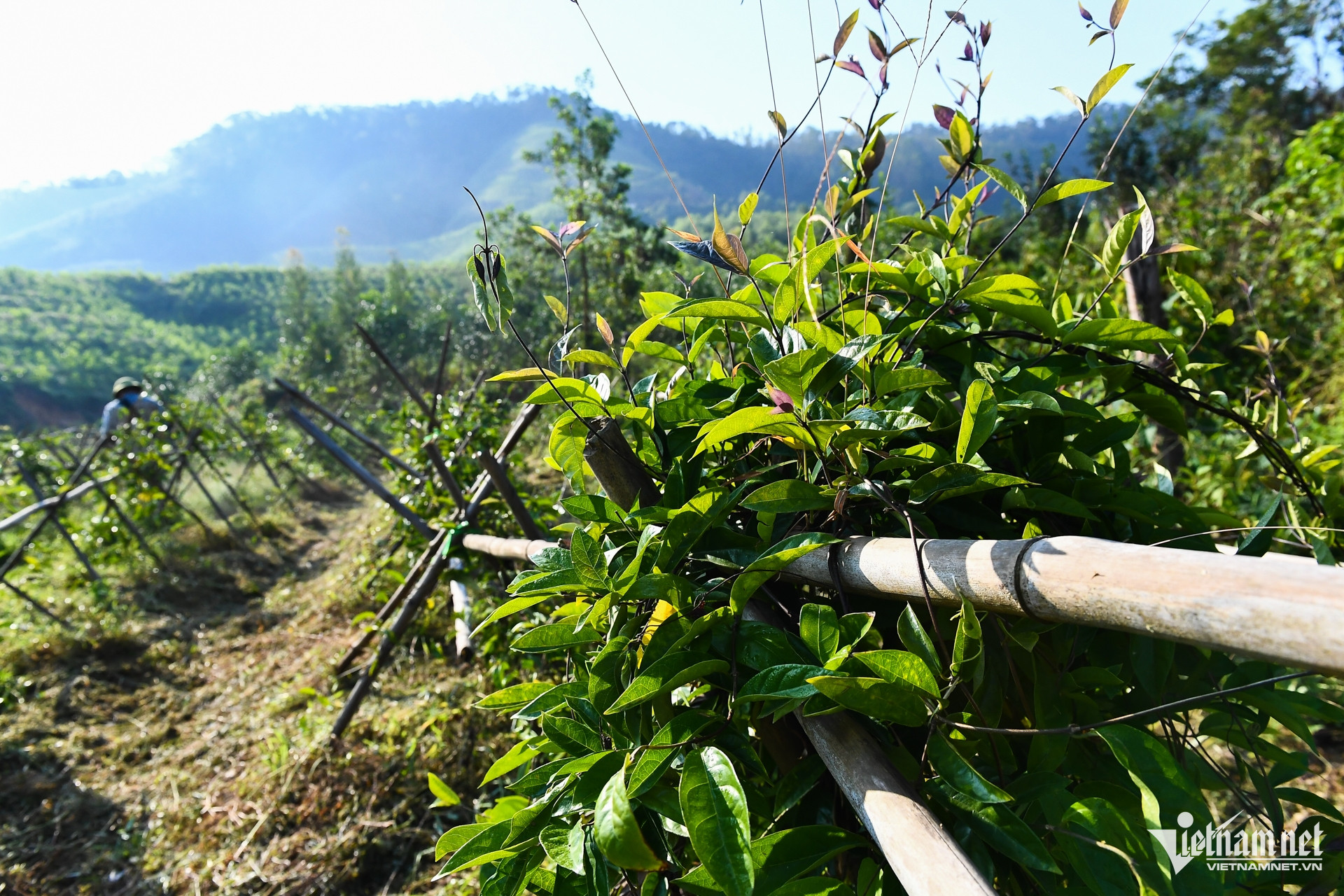 W-dan toc thieu so   xoa doi giam ngheo 3.jpg