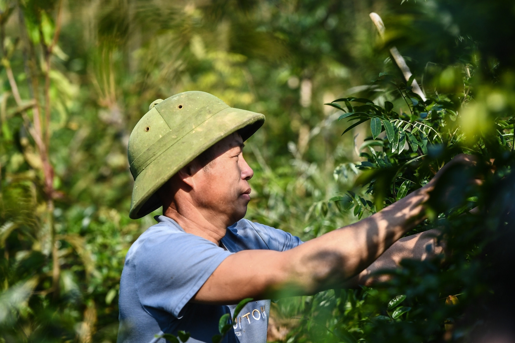 Trồng cây 'thần dược của nam giới', nhiều người dân ở Bắc Giang đổi đời