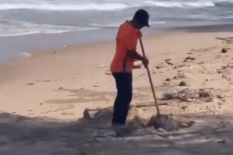 Du khách ngỡ ngàng khi nhân viên khu du lịch chôn rác trên bãi biển Mũi Né