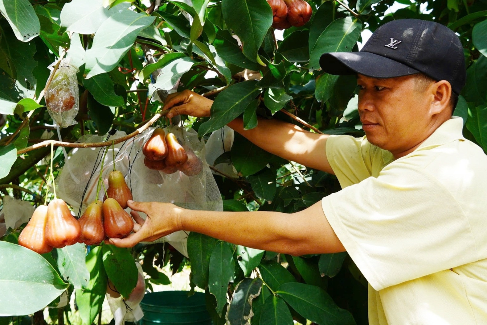 Anh nông dân miền Tây trồng mận hồng trái siêu to, ăn giòn, ngọt kiếm bộn tiền