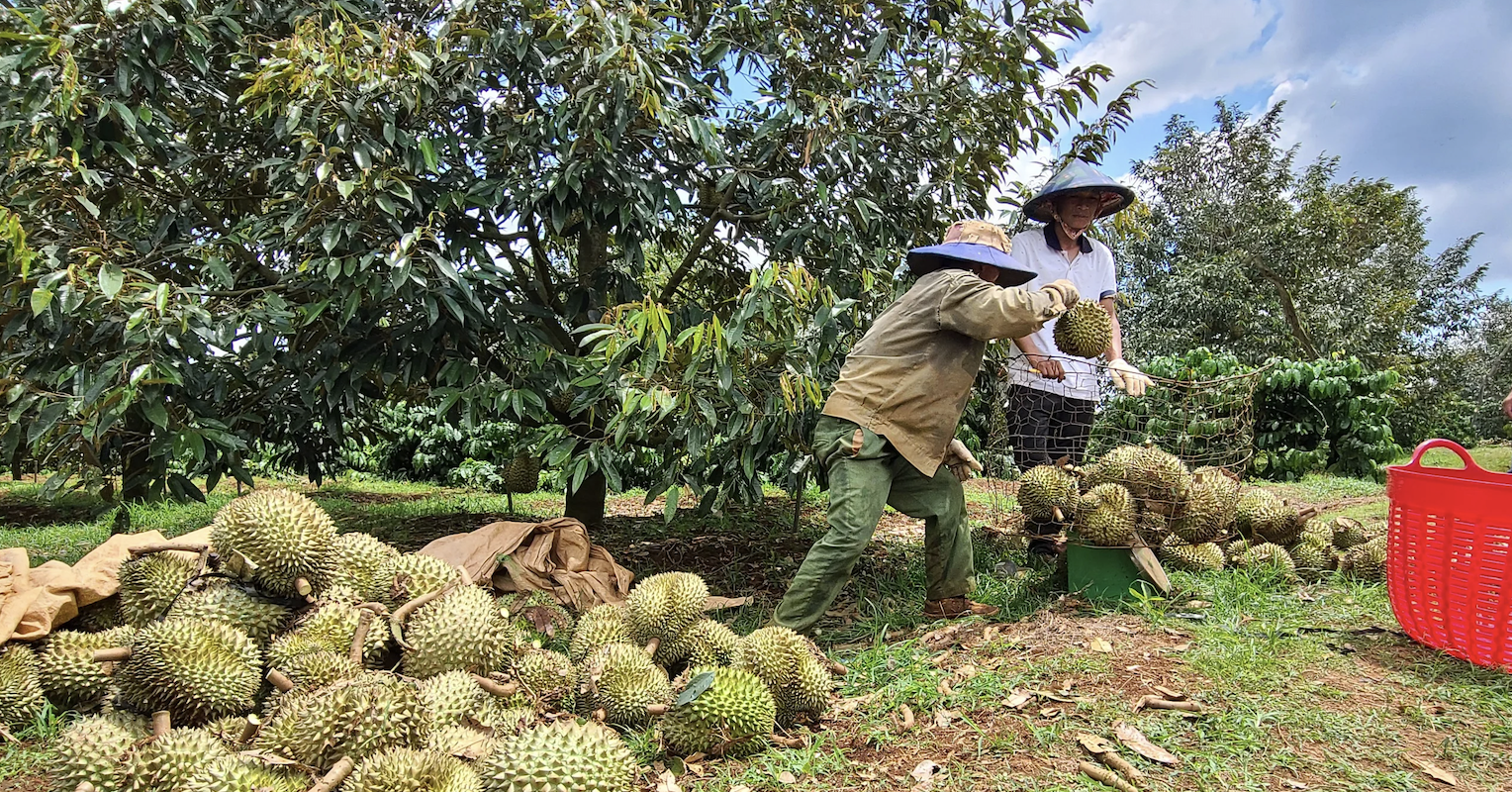 Cho thu 1-2,5 tỷ đồng/ha, tỉnh nào có diện tích sầu riêng lớn nhất sau sáp nhập?