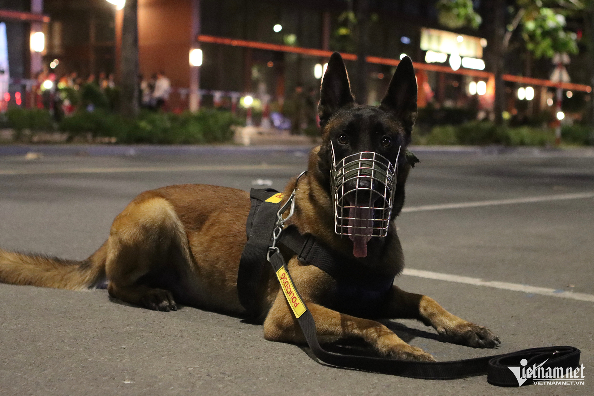 W-Cảnh khuyển 011.png