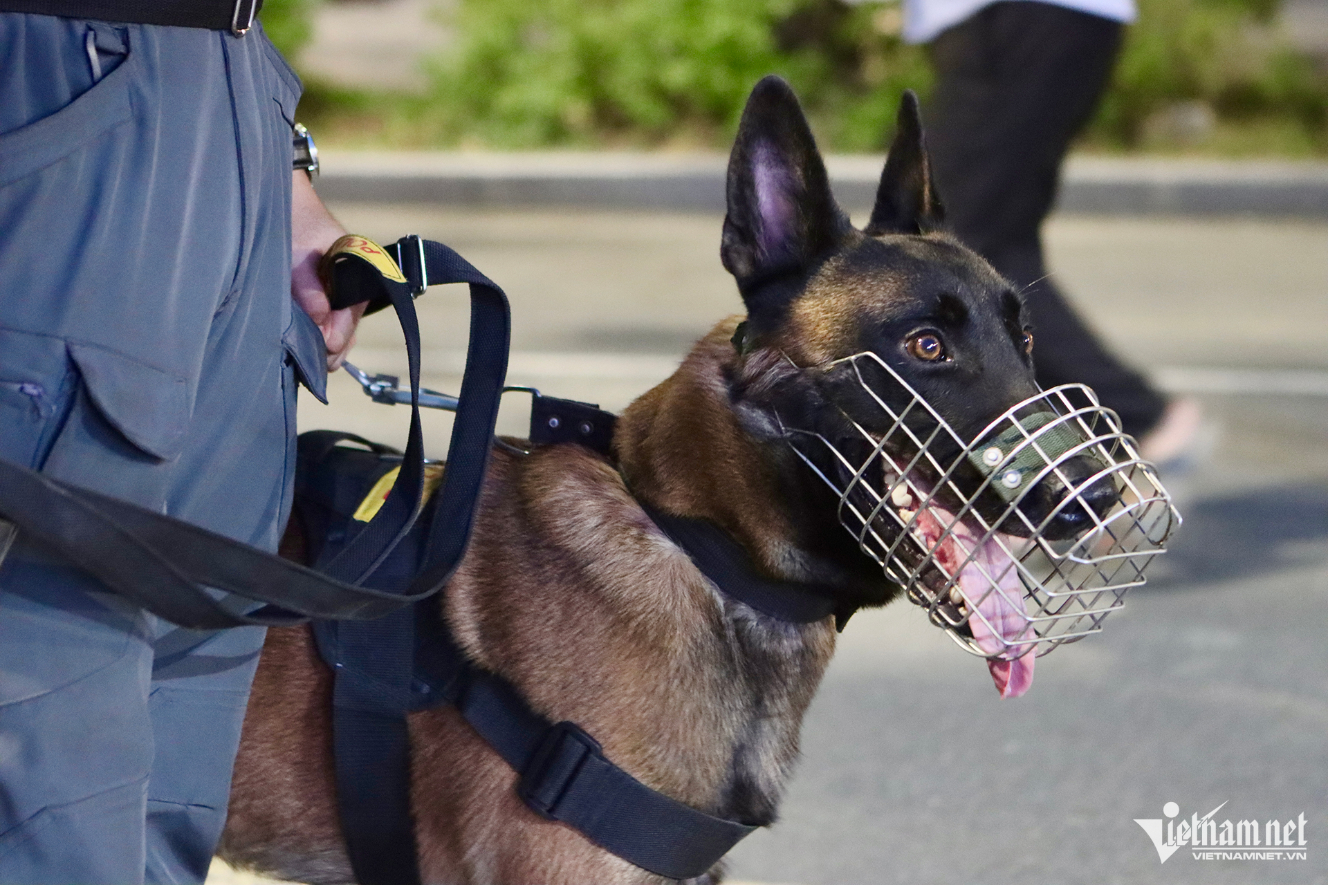 W-Cảnh khuyển 05.png