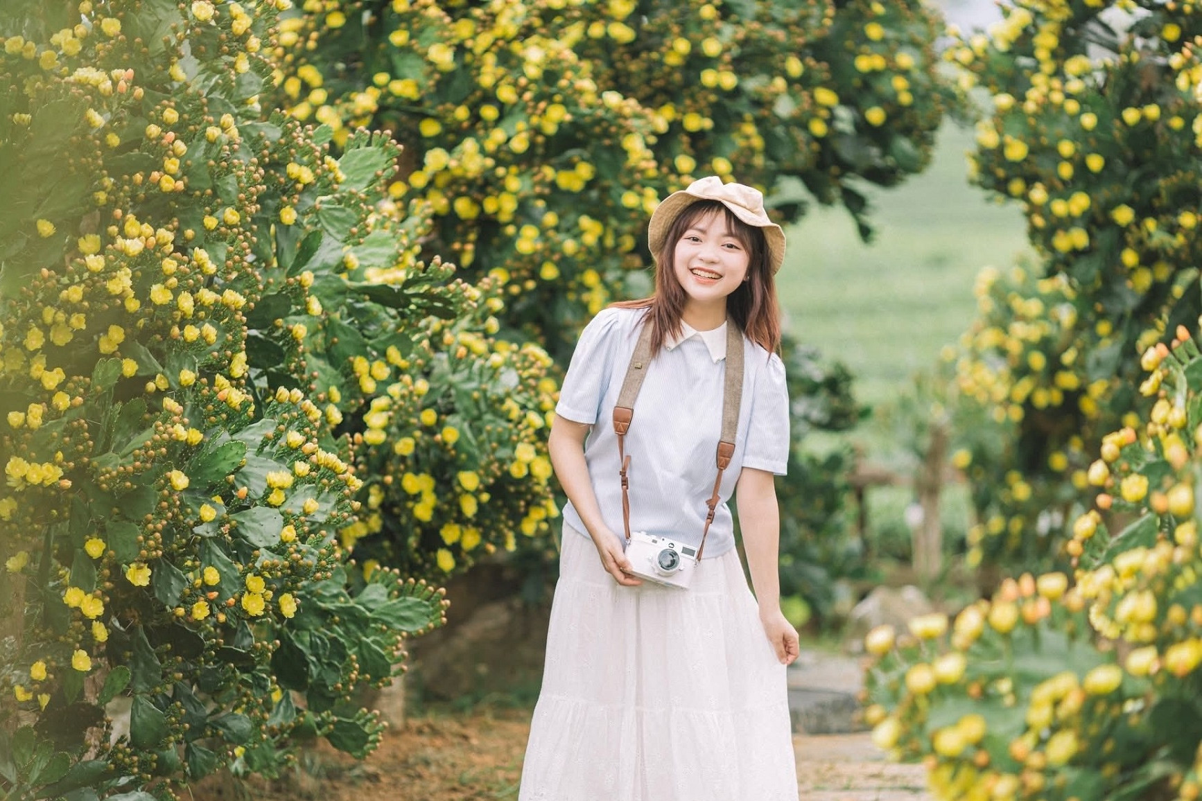 Vườn xương rồng 'có một không hai' ở Mộc Châu, nở hoa chi chít, hút khách thăm