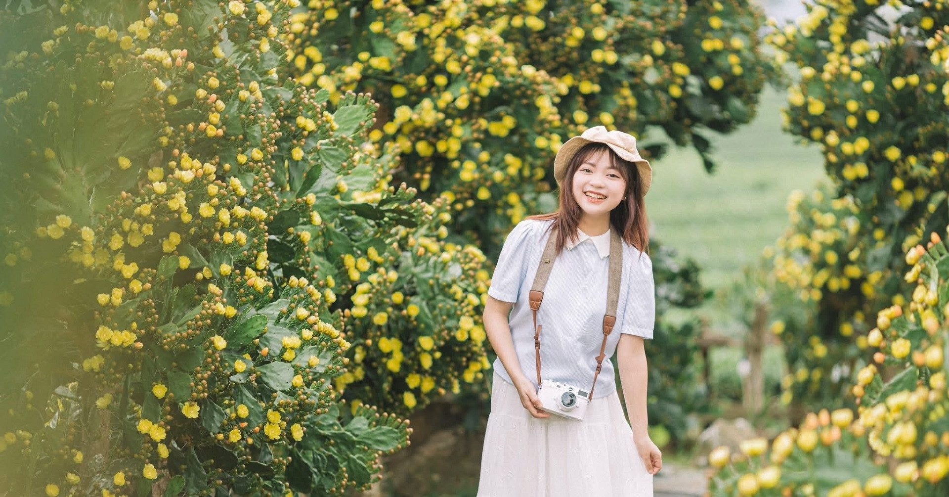 Vườn xương rồng 'có một không hai' ở Mộc Châu, nở hoa chi chít, hút khách thăm