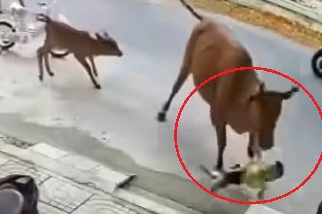 Bò thả rông tràn ra đường, húc văng cháu bé ở Đà Nẵng