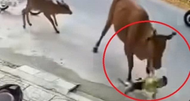 Bò thả rông tràn ra đường, húc văng cháu bé ở Đà Nẵng