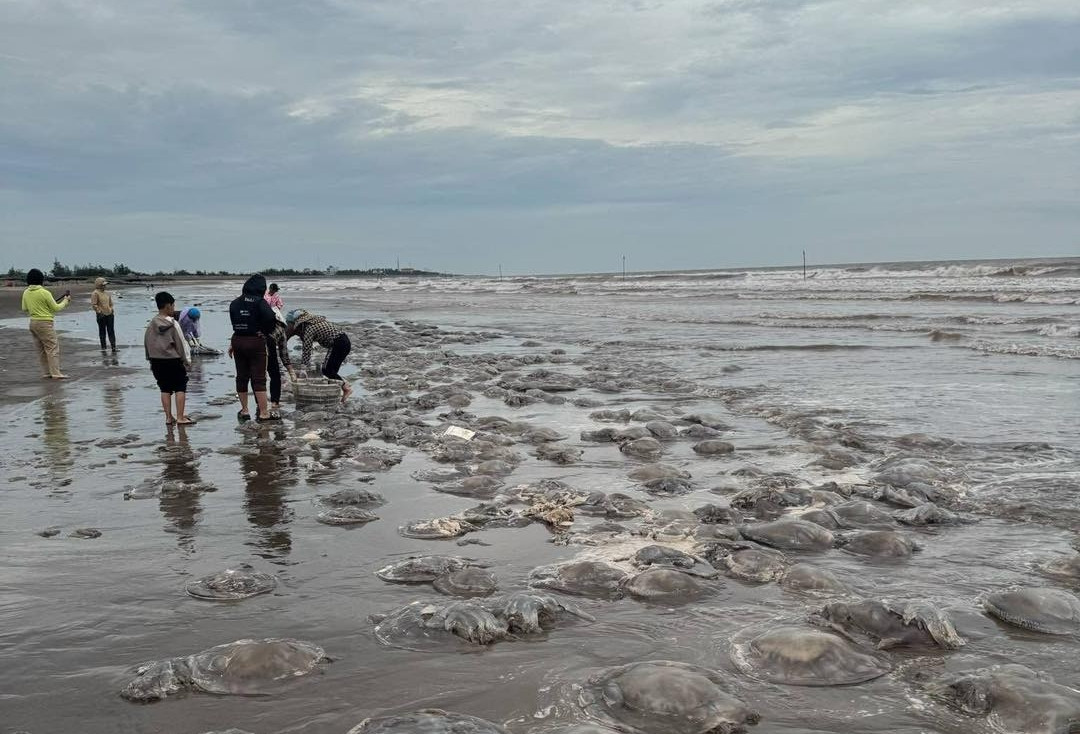 Hàng trăm tấn sứa dạt vào bờ biển, người dân Nam Định đổ xô vớt kiếm tiền triệu