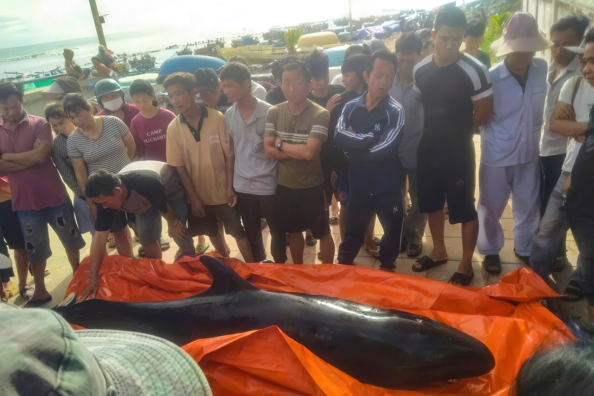 ca voi gigapixel low resolution v2 6x faceai.jpeg