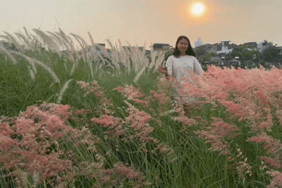Bãi cỏ hồng giữa lòng Hà Nội đẹp thơ mộng không kém Đà Lạt, hút khách chụp ảnh