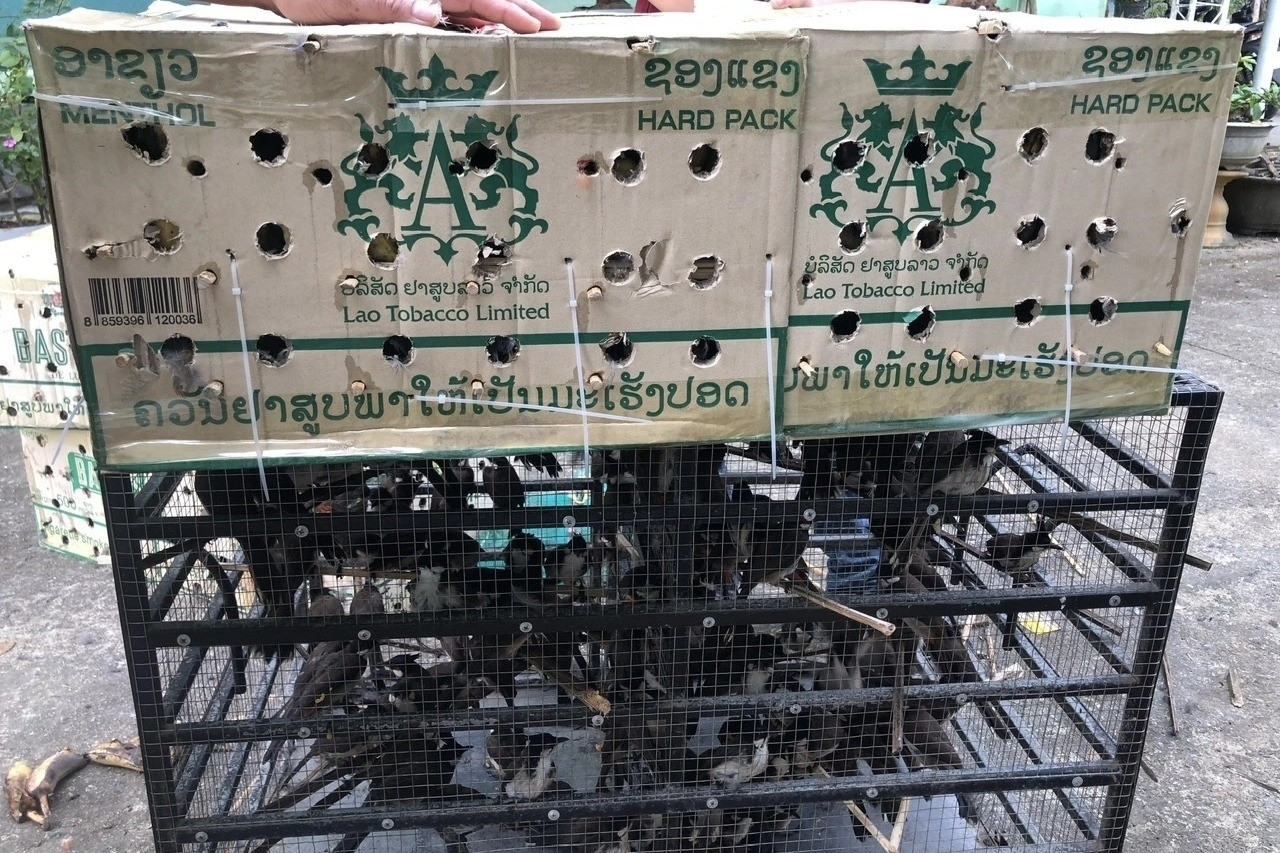 Khách mang theo chim đến quán cà phê ở Huế phải chứng minh nguồn gốc