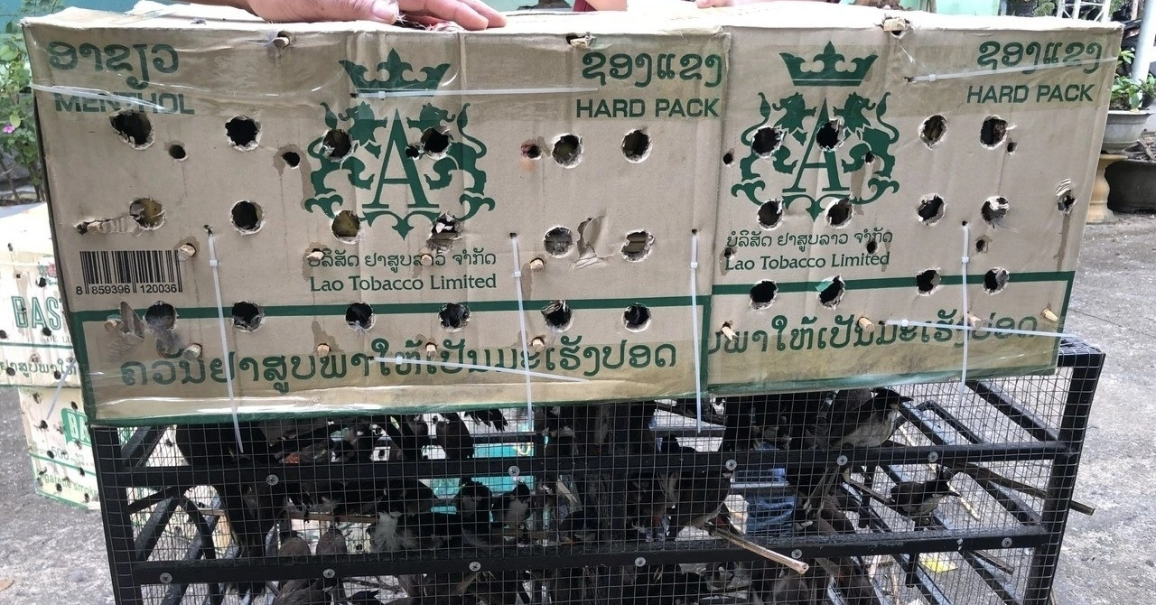 Khách mang theo chim đến quán cà phê ở Huế phải chứng minh nguồn gốc