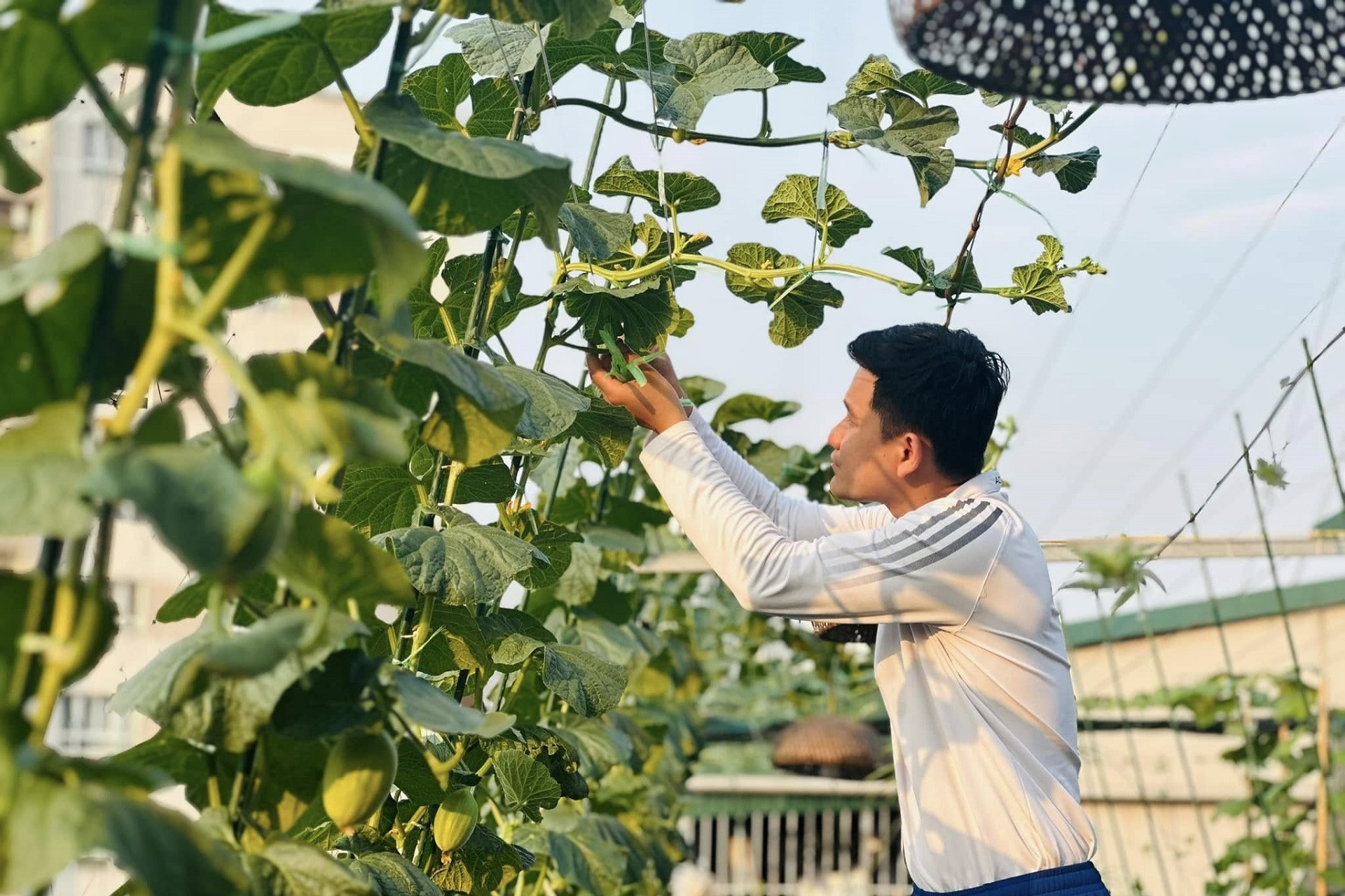 Ông bố 29 tuổi ở Hà Nội làm vườn trồng rau, nuôi cá rộng 200m2 trên sân thượng