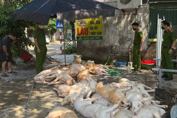 Phát hiện 1 tấn thịt lợn 'xuất huyết ngoài da' chuẩn bị lên lò quay