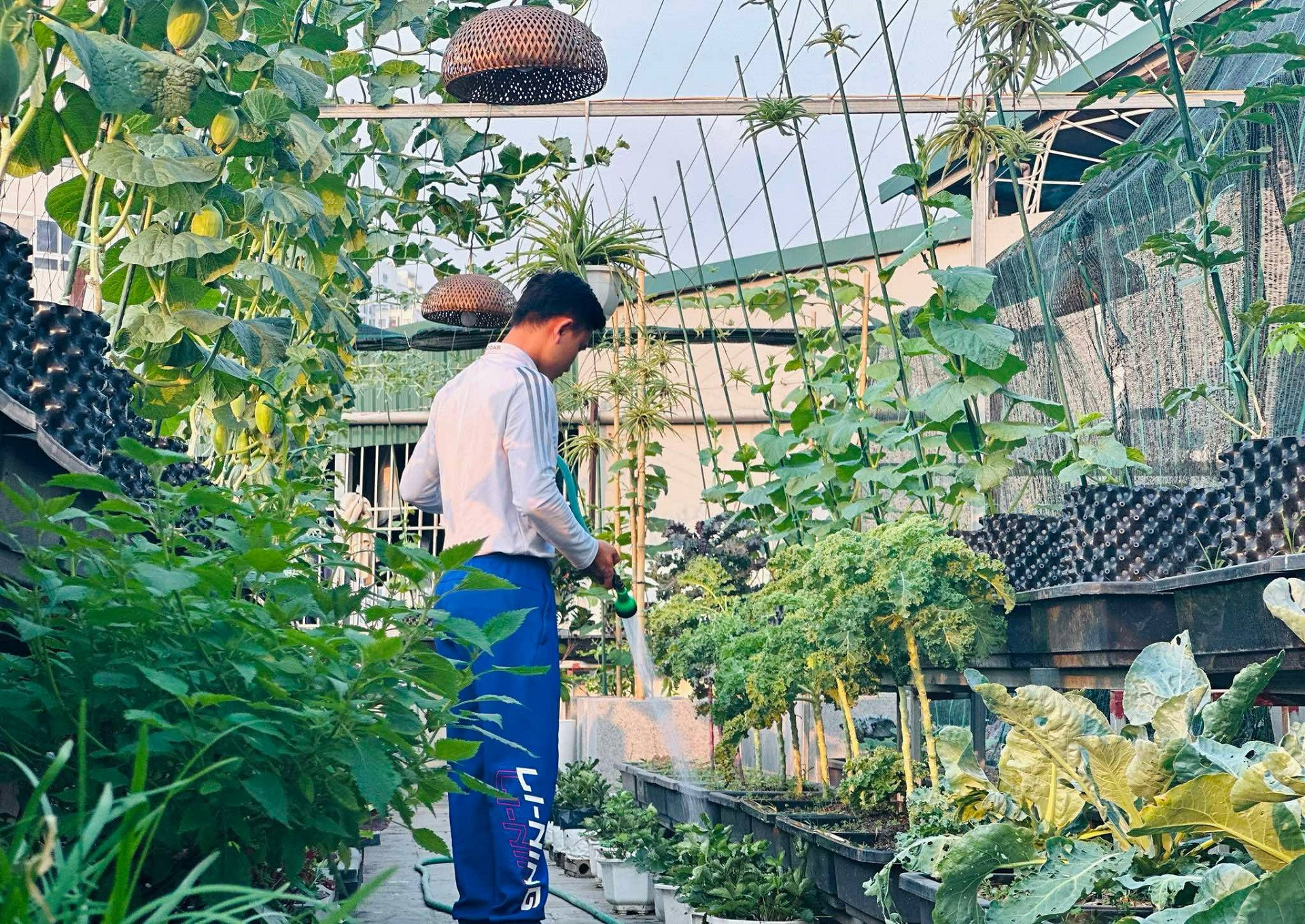 vuon san thuong