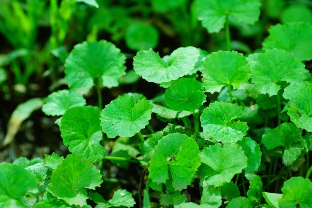 Chăm sóc làn da bé bằng ‘những cái chạm mát lành’