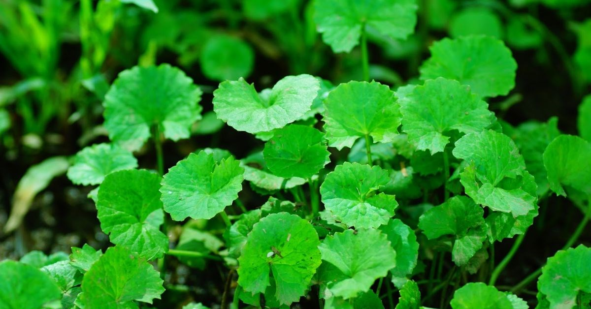 Chăm sóc làn da bé bằng ‘những cái chạm mát lành’