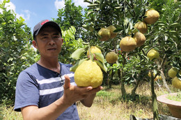 8X miền Tây trồng loại cam lạ: Múi giống bưởi, vỏ ăn được, màu vàng như chanh Mỹ