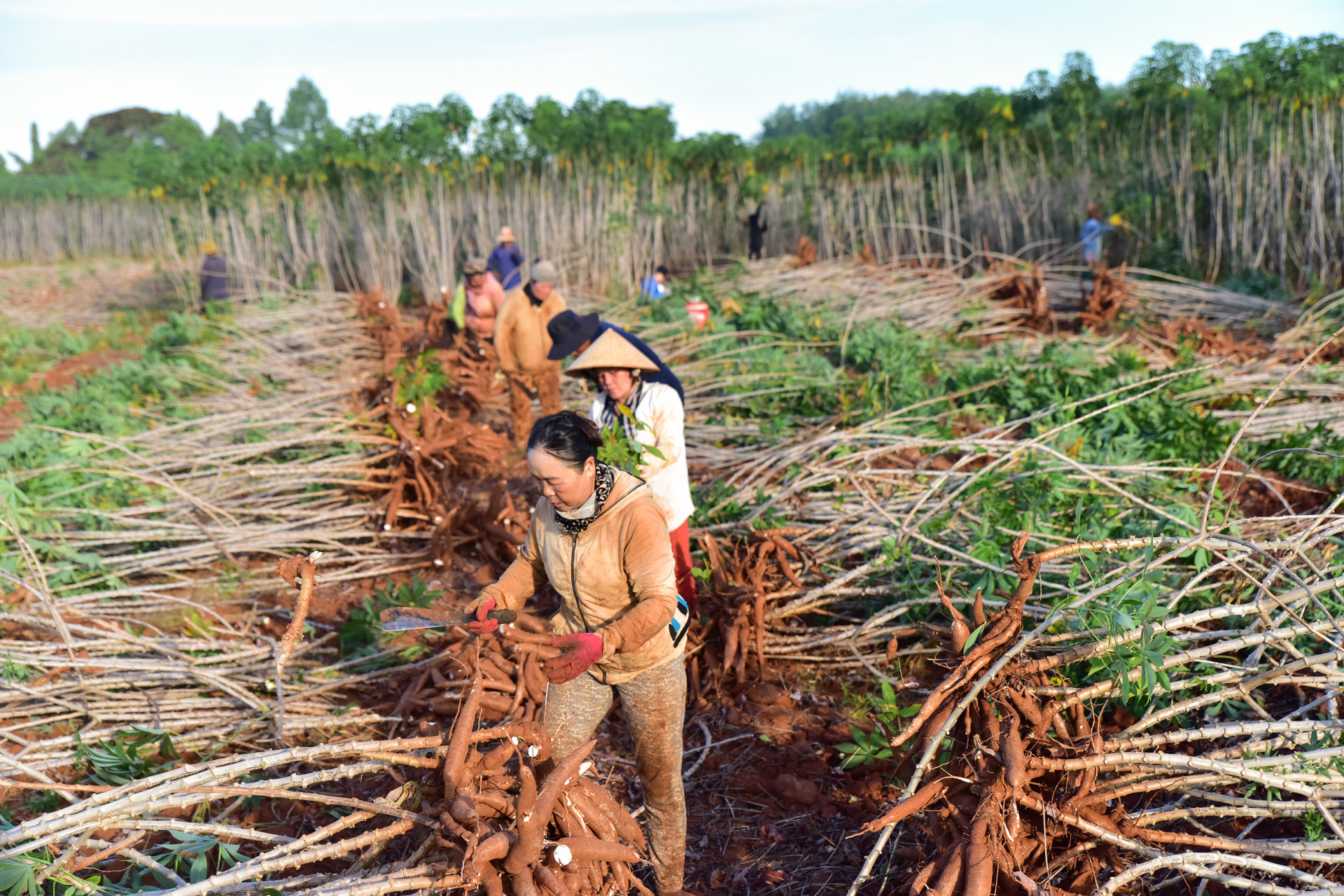 1 Bản sao của Ajinomoto cay san44.jpg