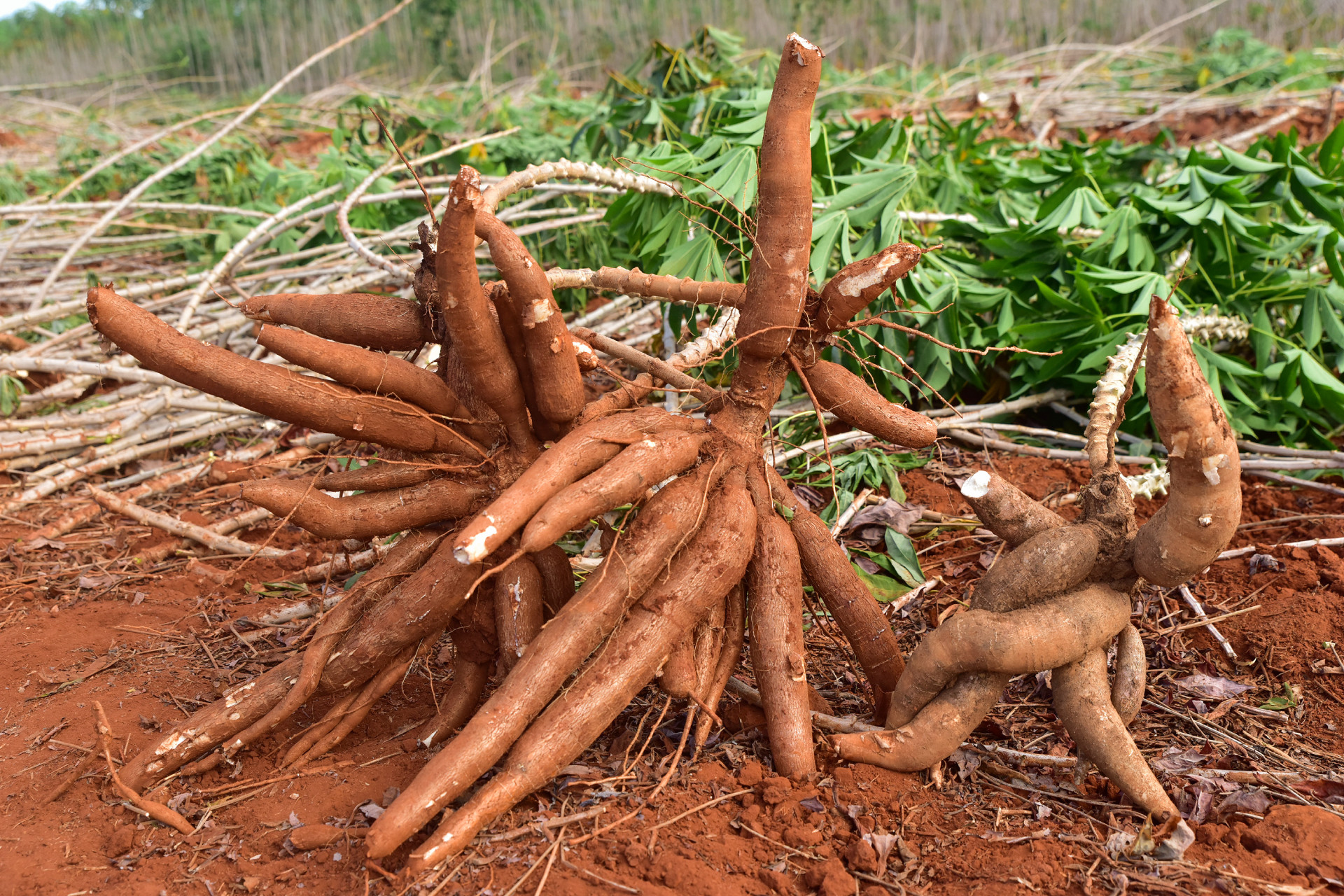 2 Bản sao của Ajinomoto cay san97.jpg