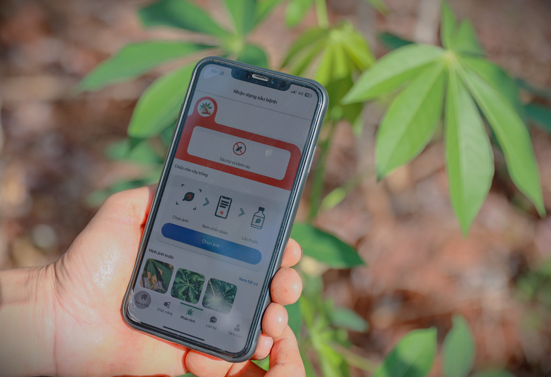 4 Bản sao của Ajinomoto cay san117.jpg