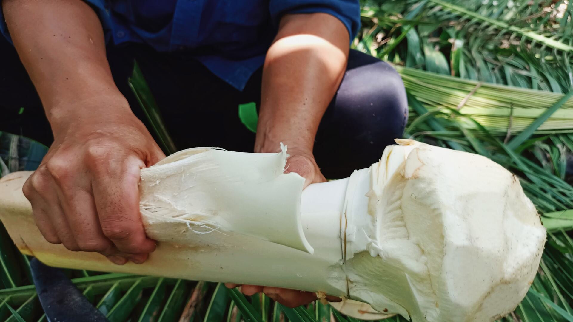 củ hũ dừa đặc sản miền tây