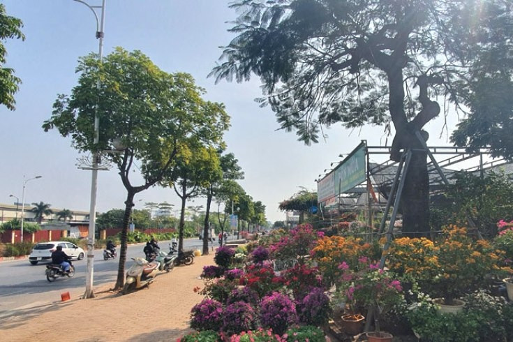 Hộ kinh doanh bán hoa, cây cảnh bị áp những loại thuế nào?