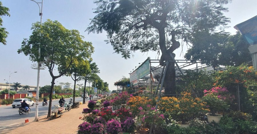 Hộ kinh doanh bán hoa, cây cảnh bị áp những loại thuế nào?