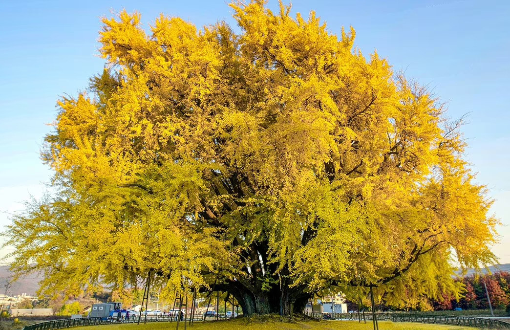 Ngôi làng có 'báu vật' hơn 800 năm, thu hút hàng nghìn du khách mỗi ngày