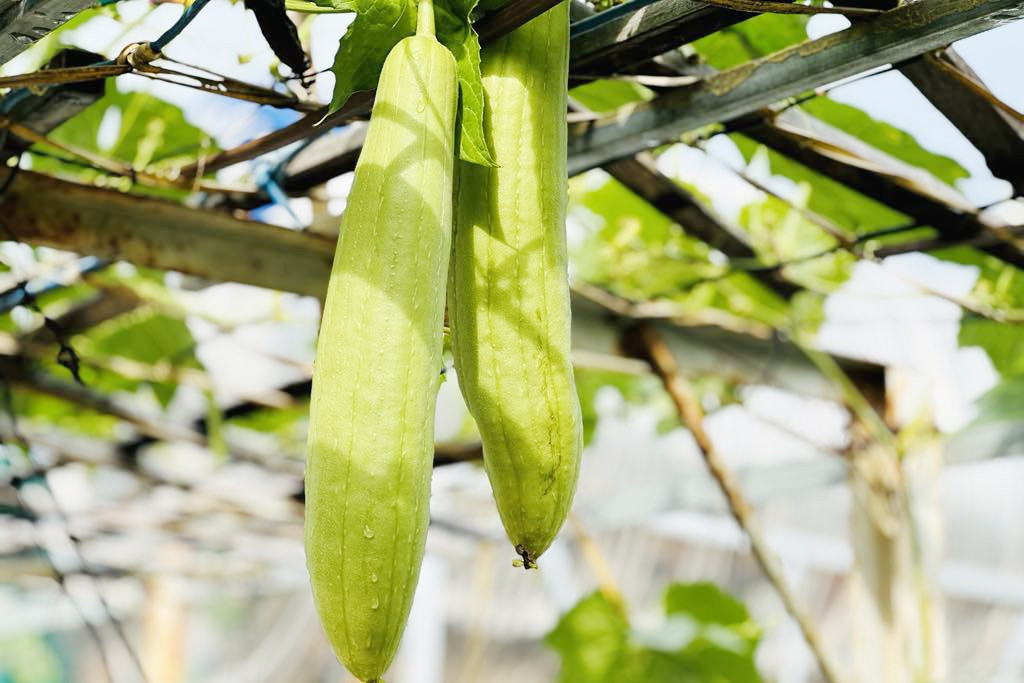 3 không khi ăn mướp