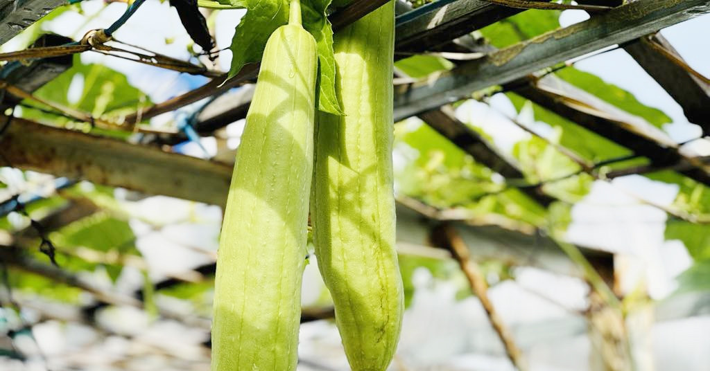 3 không khi ăn mướp