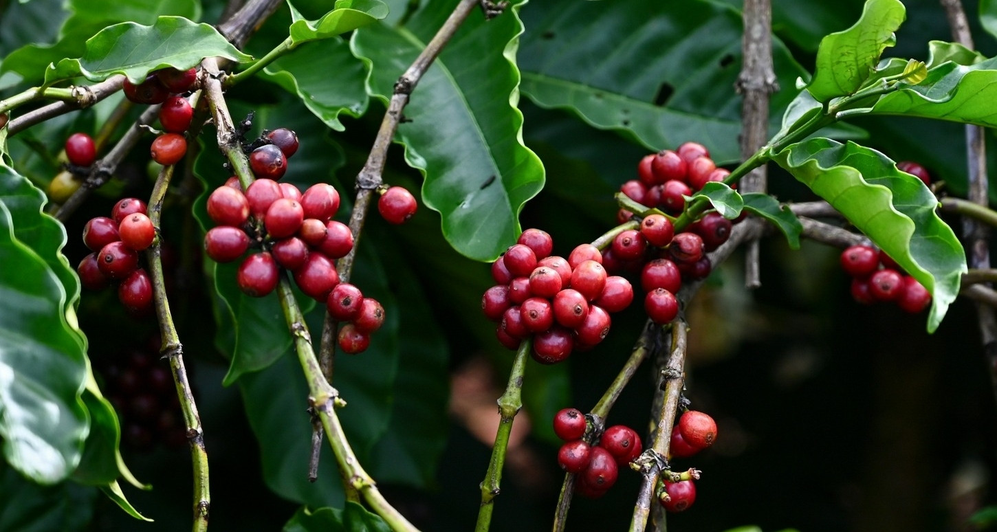 Bất ngờ với quốc gia mua cà phê Việt nhiều gấp 54 lần, vượt cả Trung Quốc