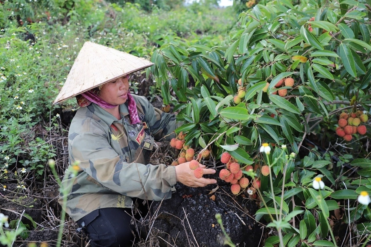 Vợ chồng người phụ nữ Cao Lan biến vùng đất khô cằn thành vườn vải tiền tỷ