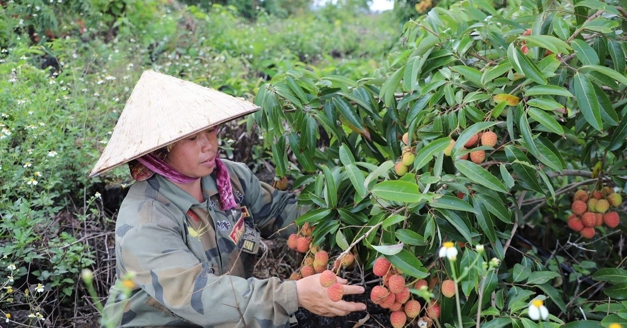 Vợ chồng người phụ nữ Cao Lan biến vùng đất khô cằn thành vườn vải tiền tỷ