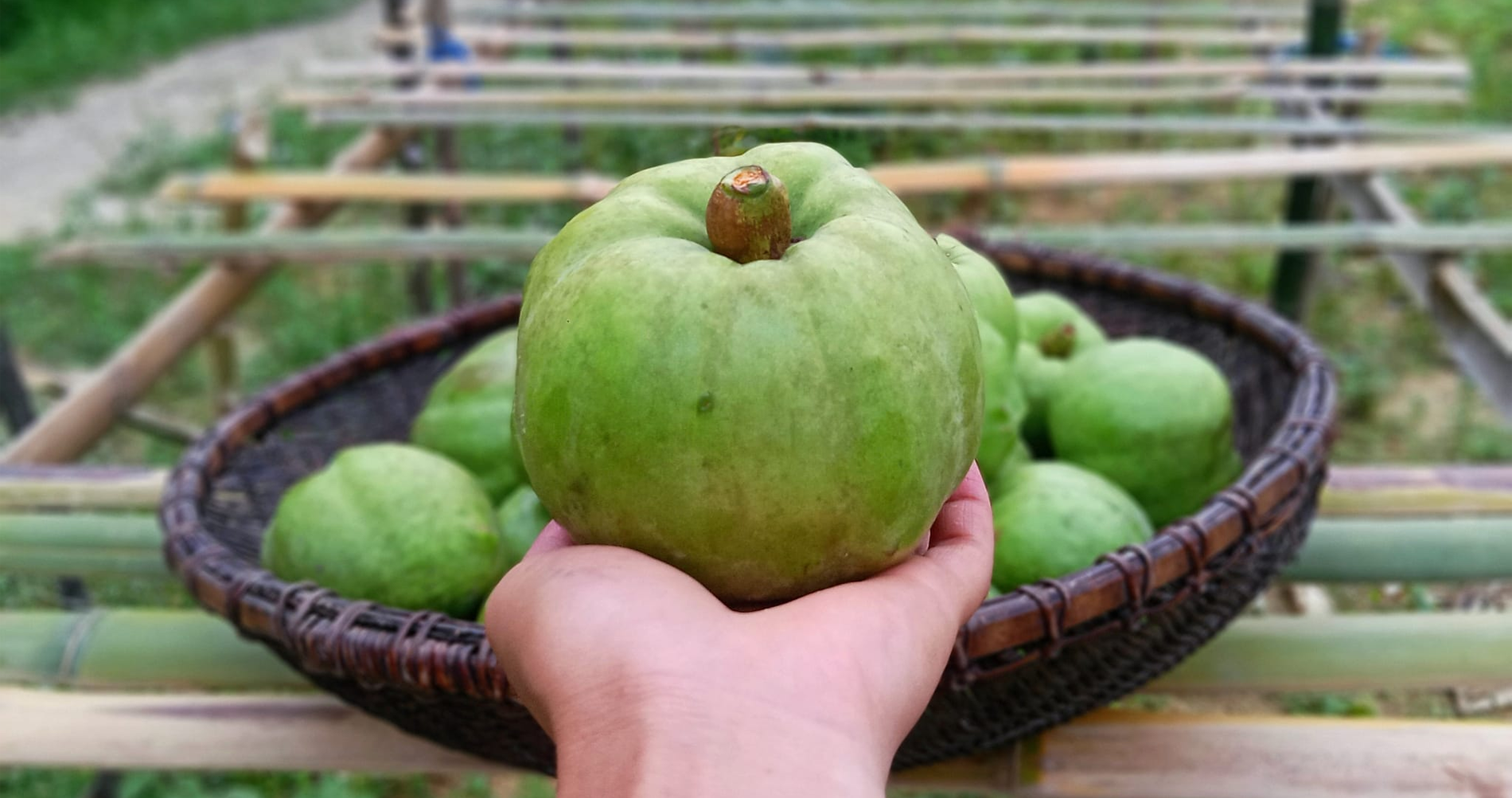 Quả ở miền Bắc trông giống ổi, nấu canh ngon hơn dùng sấu, me