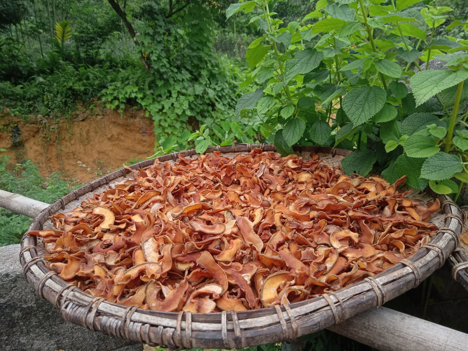 quả tai chua dung ma thi 1.png