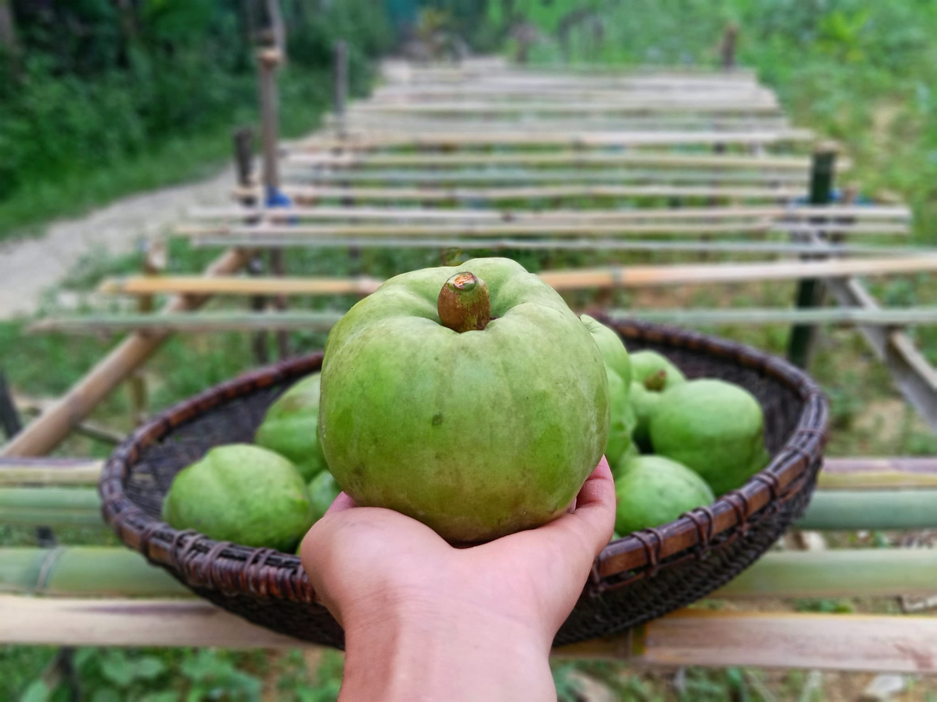 quả tai chua dung ma thi.png