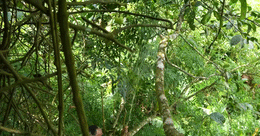 quả tai chua thợ rừng.gif