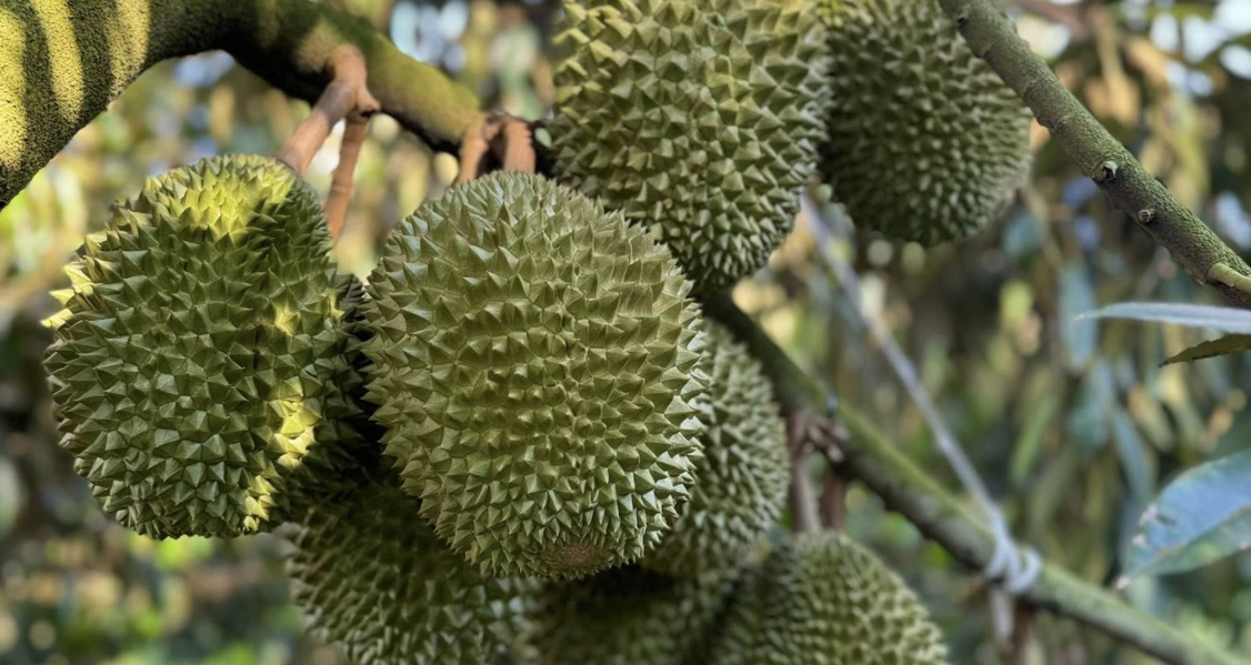 "Nửa năm nay, chúng tôi không xuất khẩu container sầu riêng nào sang Trung Quốc"